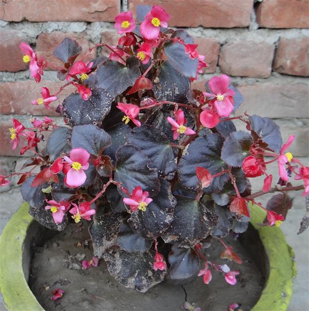Begonia cucullata var. hookeri